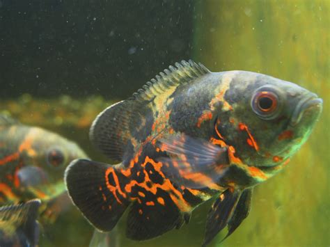 花豬魚|花豬 (地圖魚、星麗魚)